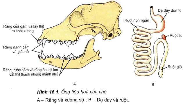 Lý thuyết Sinh học 11 Bài 16: Tiêu hóa ở động vật (tiếp theo) | Lý thuyết Sinh học 11 đầy đủ, chi tiết nhất
