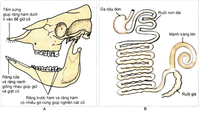 Lý thuyết Sinh học 11 Bài 16: Tiêu hóa ở động vật (tiếp theo) | Lý thuyết Sinh học 11 đầy đủ, chi tiết nhất