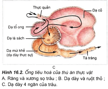 Lý thuyết Sinh học 11 Bài 16: Tiêu hóa ở động vật (tiếp theo) | Lý thuyết Sinh học 11 đầy đủ, chi tiết nhất