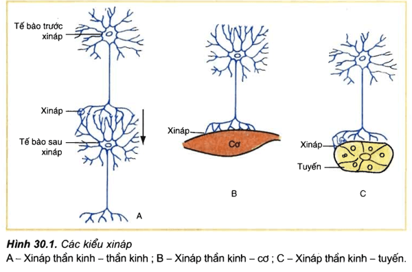 Lý thuyết Sinh học 11 Bài 30: Truyền tin qua xináp | Lý thuyết Sinh học 11 đầy đủ, chi tiết nhất