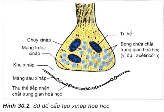 Lý thuyết Sinh học 11 Bài 30: Truyền tin qua xináp | Lý thuyết Sinh học 11 đầy đủ, chi tiết nhất