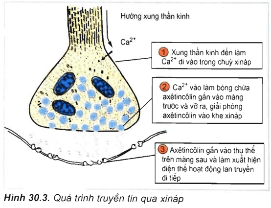 Lý thuyết Sinh học 11 Bài 30: Truyền tin qua xináp | Lý thuyết Sinh học 11 đầy đủ, chi tiết nhất