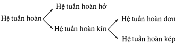 Lý thuyết Sinh học 11 Bài 18: Tuần hoàn máu | Lý thuyết Sinh học 11 đầy đủ, chi tiết nhất