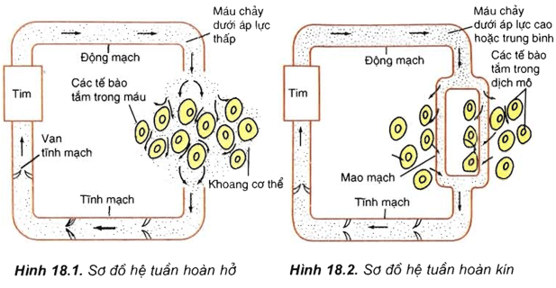 Lý thuyết Sinh học 11 Bài 18: Tuần hoàn máu | Lý thuyết Sinh học 11 đầy đủ, chi tiết nhất