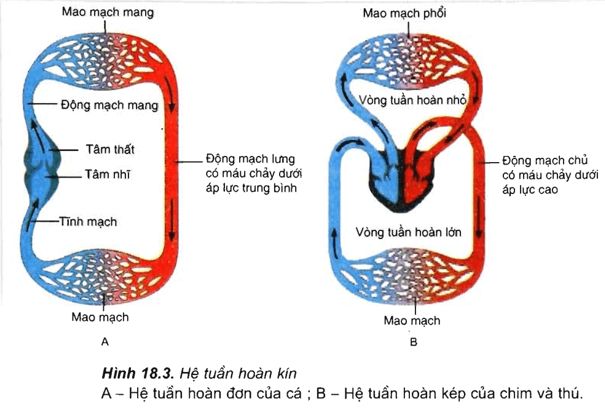 Lý thuyết Sinh học 11 Bài 18: Tuần hoàn máu | Lý thuyết Sinh học 11 đầy đủ, chi tiết nhất