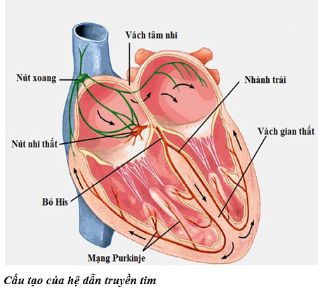 Lý thuyết Sinh học 11 Bài 19: Tuần hoàn máu (tiếp theo) | Lý thuyết Sinh học 11 đầy đủ, chi tiết nhất