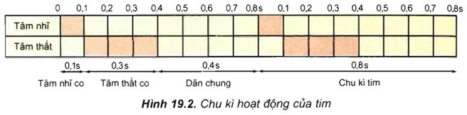 Lý thuyết Sinh học 11 Bài 19: Tuần hoàn máu (tiếp theo) | Lý thuyết Sinh học 11 đầy đủ, chi tiết nhất