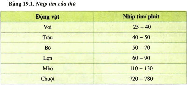 Lý thuyết Sinh học 11 Bài 19: Tuần hoàn máu (tiếp theo) | Lý thuyết Sinh học 11 đầy đủ, chi tiết nhất