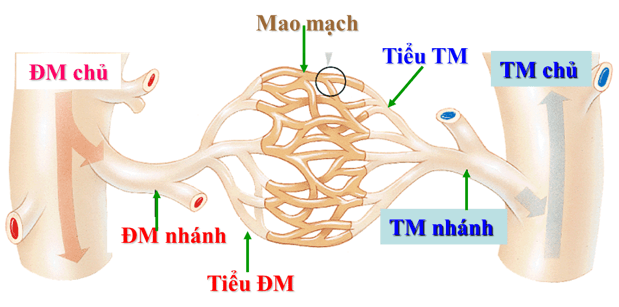 Lý thuyết Sinh học 11 Bài 19: Tuần hoàn máu (tiếp theo) | Lý thuyết Sinh học 11 đầy đủ, chi tiết nhất