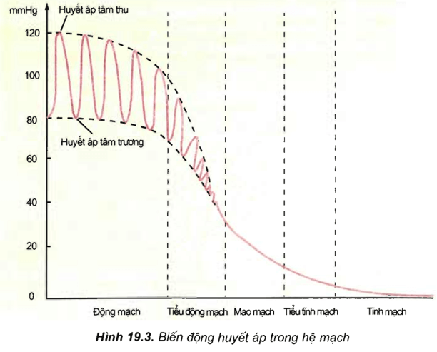 Lý thuyết Sinh học 11 Bài 19: Tuần hoàn máu (tiếp theo) | Lý thuyết Sinh học 11 đầy đủ, chi tiết nhất