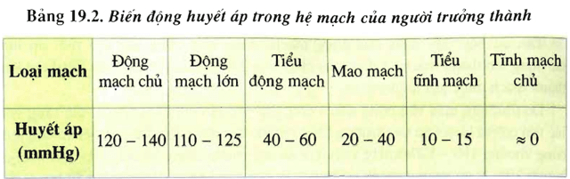 Lý thuyết Sinh học 11 Bài 19: Tuần hoàn máu (tiếp theo) | Lý thuyết Sinh học 11 đầy đủ, chi tiết nhất