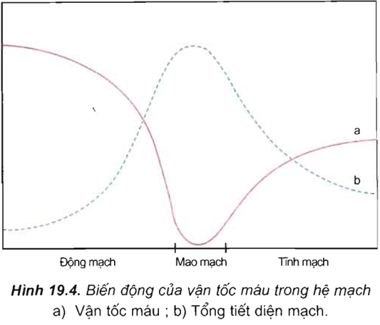 Lý thuyết Sinh học 11 Bài 19: Tuần hoàn máu (tiếp theo) | Lý thuyết Sinh học 11 đầy đủ, chi tiết nhất