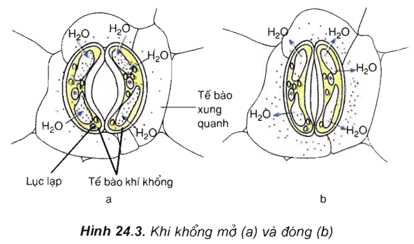 Lý thuyết Sinh học 11 Bài 24: Ứng động | Lý thuyết Sinh học 11 đầy đủ, chi tiết nhất