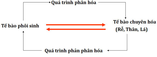 Lý thuyết Công nghệ 10 Bài 6: Ứng dụng công nghệ nuôi cấy mô tế bào trong nhân giống cây trồng nông, lâm nghiệp hay, ngắn gọn | Lý thuyết Công nghệ 10 đầy đủ nhất