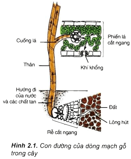 Lý thuyết Sinh học 11 Bài 2: Vận chuyển các chất trong cây | Lý thuyết Sinh học 11 đầy đủ, chi tiết nhất