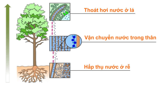 Lý thuyết Sinh học 11 Bài 2: Vận chuyển các chất trong cây | Lý thuyết Sinh học 11 đầy đủ, chi tiết nhất