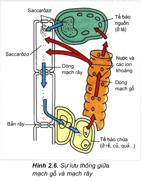 Lý thuyết Sinh học 11 Bài 2: Vận chuyển các chất trong cây | Lý thuyết Sinh học 11 đầy đủ, chi tiết nhất