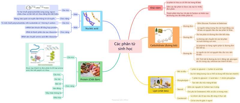 Lý thuyết Sinh học 10 Bài 5 (Kết nối tri thức): Các phân tử sinh học (ảnh 1)