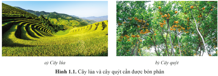 Cây lương thực hay cây ăn quả đều cần được bón phân để tăng năng suất và chất lượng