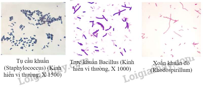 Sinh học 10 Bài 10: Thực hành: Quan sát tế bào | Giải Sinh 10 Chân trời sáng tạo (ảnh 1)