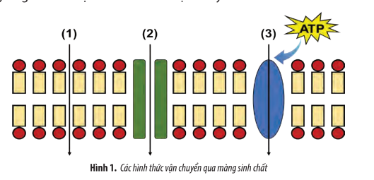 Sinh học 10 Ôn tập chương 3 | Giải Sinh 10 Chân trời sáng tạo (ảnh 1)