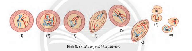 Sinh học 10 Ôn tập chương 4 | Giải Sinh 10 Chân trời sáng tạo (ảnh 2)