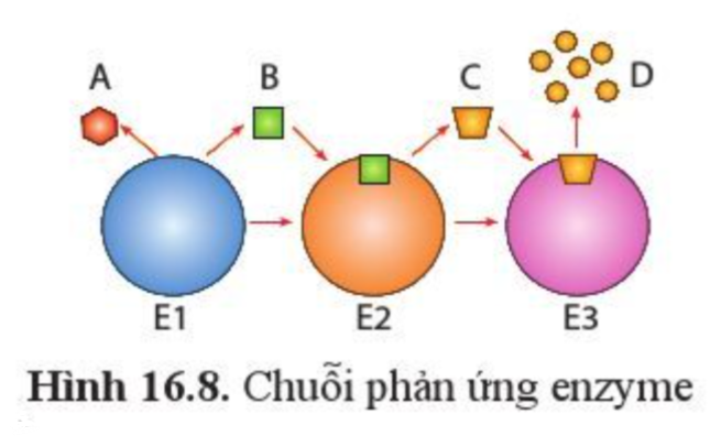 Sinh học 10 Ôn tập phần 2 trang 100,101 | Giải Sinh 10 Cánh diều (ảnh 1)