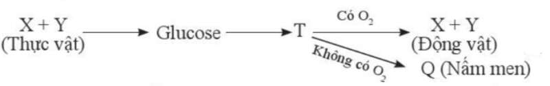 Sinh học 10 Ôn tập phần 2 trang 100,101 | Giải Sinh 10 Cánh diều (ảnh 3)