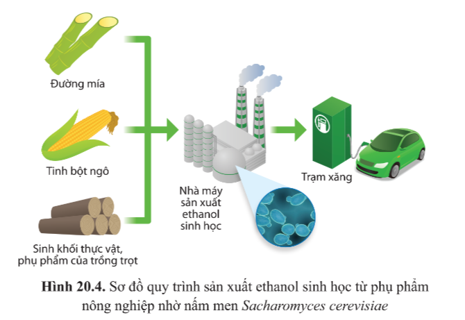 Sinh học 10 Bài 20: Thành tựu của công nghệ vi sinh vật và ứng dụng của vi sinh vật | Giải Sinh 10 Cánh diều (ảnh 2)