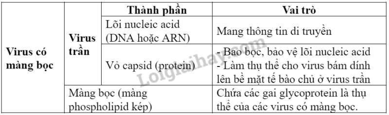 Sinh học 10 Bài 21: Khái niệm, cấu tạo và chu trình nhân lên củ virus | Giải Sinh 10 Cánh diều (ảnh 4)