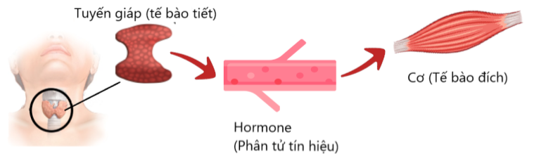 Sinh học 10 Bài 12: Thông tin giữa các tế bào | Giải Sinh 10 Cánh diều (ảnh 5)