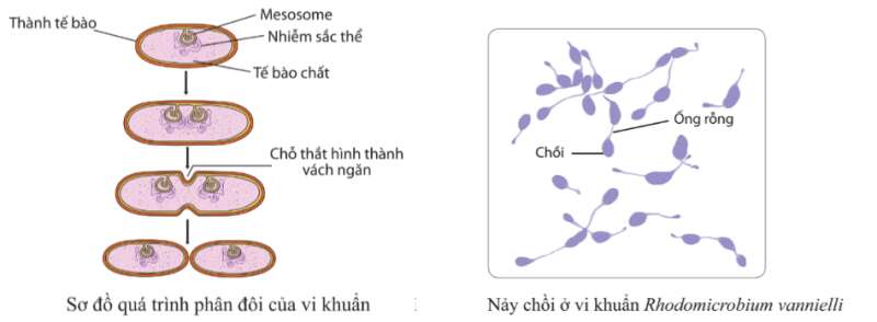 Sinh học 10 Bài 18: Sinh trưởng và sinh sản ở vi sinh vật | Giải Sinh 10 Cánh diều (ảnh 5)