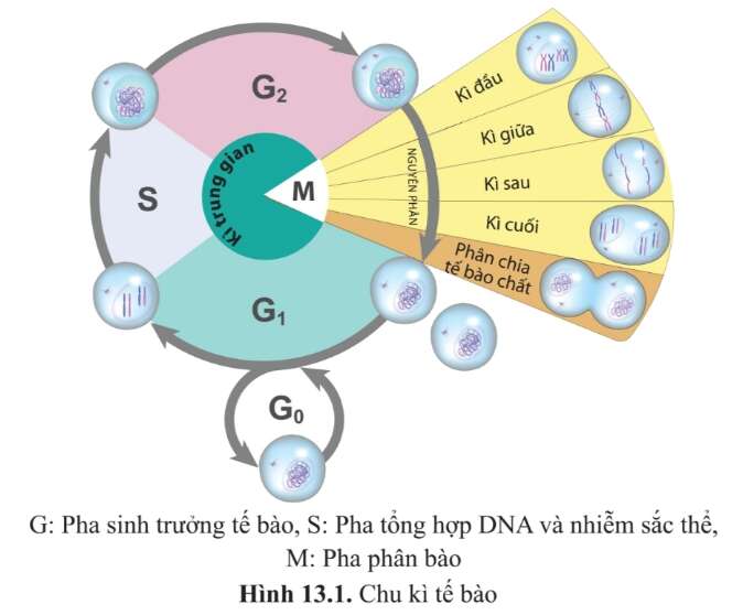 Sinh học 10 Bài 12: Chu kì tế bào và nguyên phân | Giải Sinh 10 Cánh diều (ảnh 1)