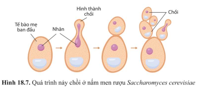 Sinh học 10 Bài 18: Sinh trưởng và sinh sản ở vi sinh vật | Giải Sinh 10 Cánh diều (ảnh 6)