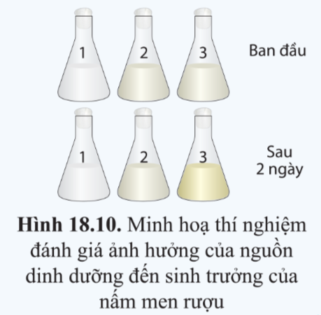 Sinh học 10 Bài 18: Sinh trưởng và sinh sản ở vi sinh vật | Giải Sinh 10 Cánh diều (ảnh 8)