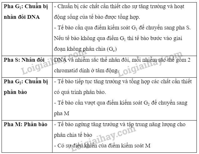 Sinh học 10 Bài 12: Chu kì tế bào và nguyên phân | Giải Sinh 10 Cánh diều (ảnh 3)