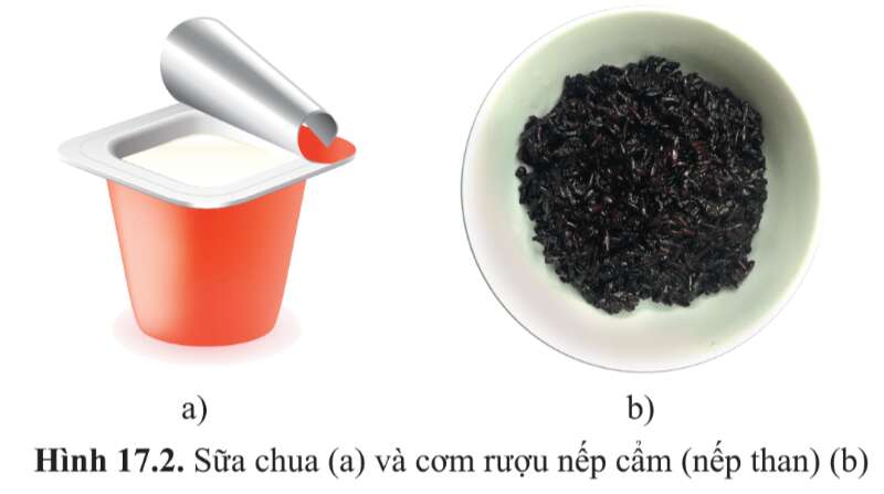 Sinh học 10 Bài 17: Vi sinh vật và các phương pháp nghiên cứu vi sinh vật | Giải Sinh 10 Cánh diều (ảnh 2)