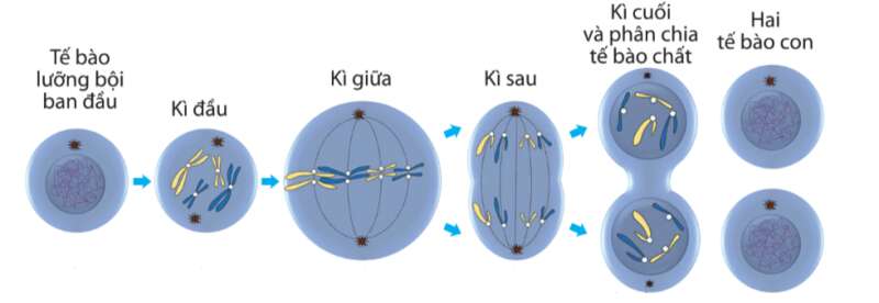 Sinh học 10 Bài 12: Chu kì tế bào và nguyên phân | Giải Sinh 10 Cánh diều (ảnh 6)