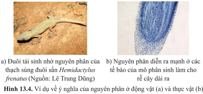 Sinh học 10 Bài 12: Chu kì tế bào và nguyên phân | Giải Sinh 10 Cánh diều (ảnh 7)