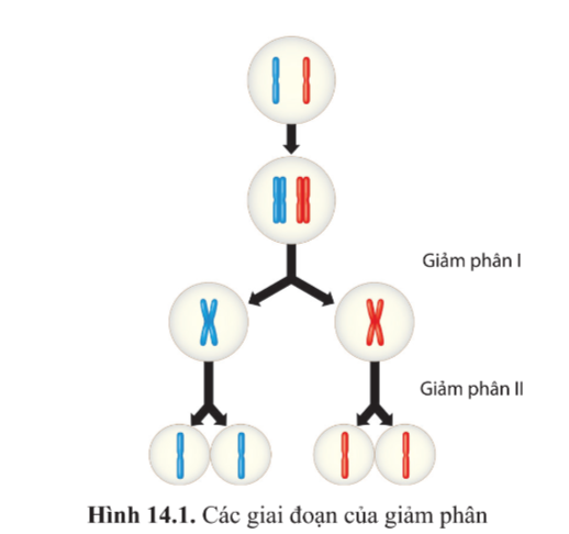 Sinh học 10 Bài 14: Giảm phân | Giải Sinh 10 Cánh diều (ảnh 1)