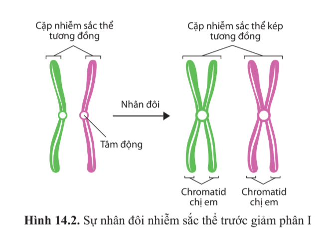 Sinh học 10 Bài 14: Giảm phân | Giải Sinh 10 Cánh diều (ảnh 2)