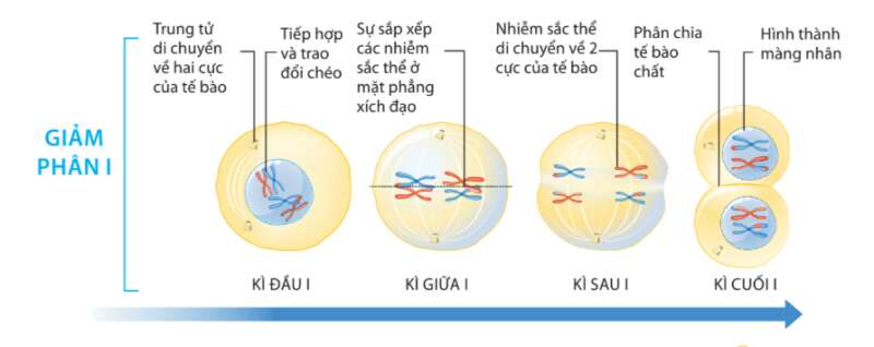 Sinh học 10 Bài 14: Giảm phân | Giải Sinh 10 Cánh diều (ảnh 3)