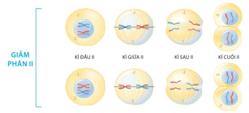 Sinh học 10 Bài 14: Giảm phân | Giải Sinh 10 Cánh diều (ảnh 4)