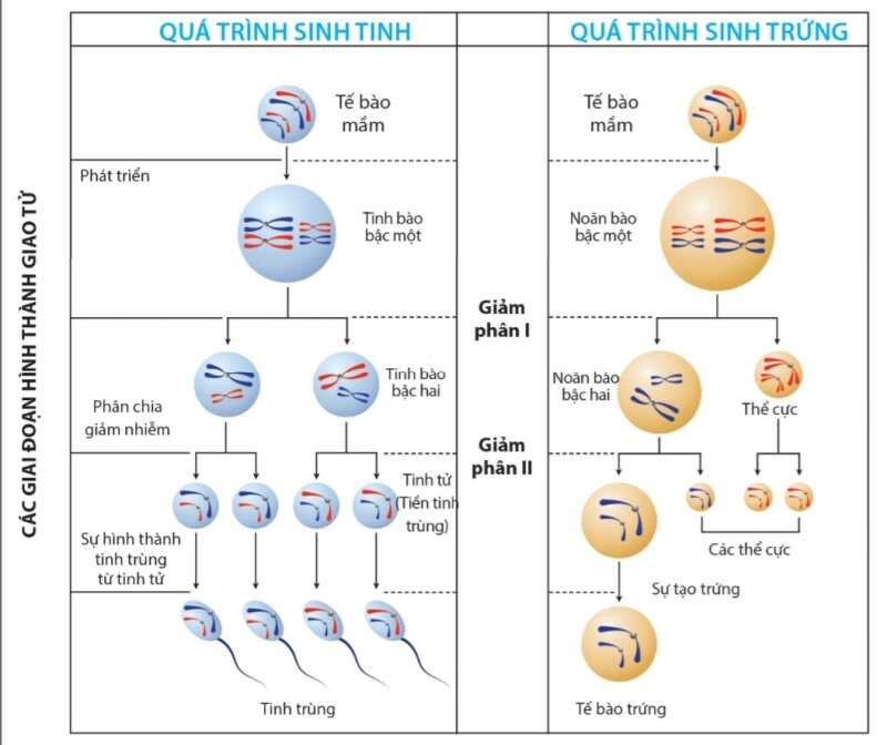 Sinh học 10 Bài 14: Giảm phân | Giải Sinh 10 Cánh diều (ảnh 8)