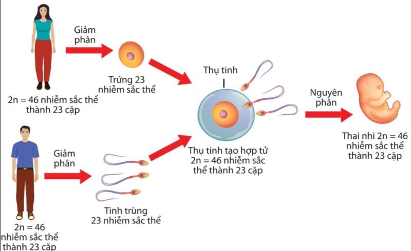 Sinh học 10 Bài 14: Giảm phân | Giải Sinh 10 Cánh diều (ảnh 9)