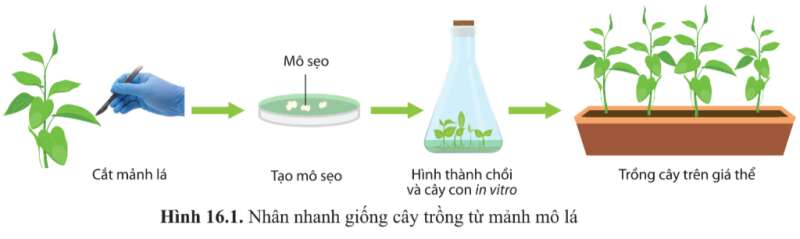 Sinh học 10 Bài 16: Công nghệ tế bào | Giải Sinh 10 Cánh diều (ảnh 1)