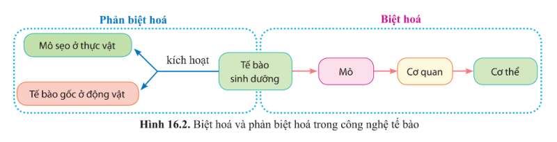 Sinh học 10 Bài 16: Công nghệ tế bào | Giải Sinh 10 Cánh diều (ảnh 2)