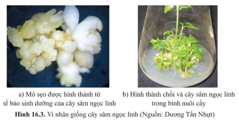 Sinh học 10 Bài 16: Công nghệ tế bào | Giải Sinh 10 Cánh diều (ảnh 3)