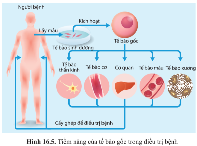 Sinh học 10 Bài 16: Công nghệ tế bào | Giải Sinh 10 Cánh diều (ảnh 4)