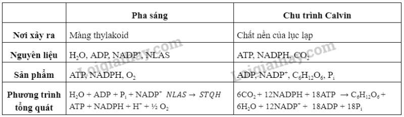 Sinh học 10 Bài 11: Tổng hợp và phân giải các chất trong tế bào | Giải Sinh 10 Cánh diều (ảnh 3)